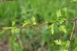 род Crataegus. Бесплодный побег. ДНР, г. Донецк, балка Бирючья, опушка дубравы. 22.05.2021.