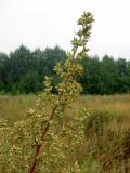 Artemisia vulgaris. Верхушка цветущего растения. Томск, окр. дер. Киргизка, залежь. 03.08.2012.