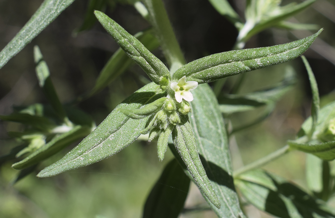 Изображение особи Lithospermum officinale.