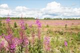 Chamaenerion angustifolium. Верхушки цветущих и плодоносящих растений. Кольский п-ов, Кандалакшский берег Белого моря, окр. с. Оленица, зарастающая сосной (Pinus friesiana) лишайниковая пустошь на песке. 20.07.2021.