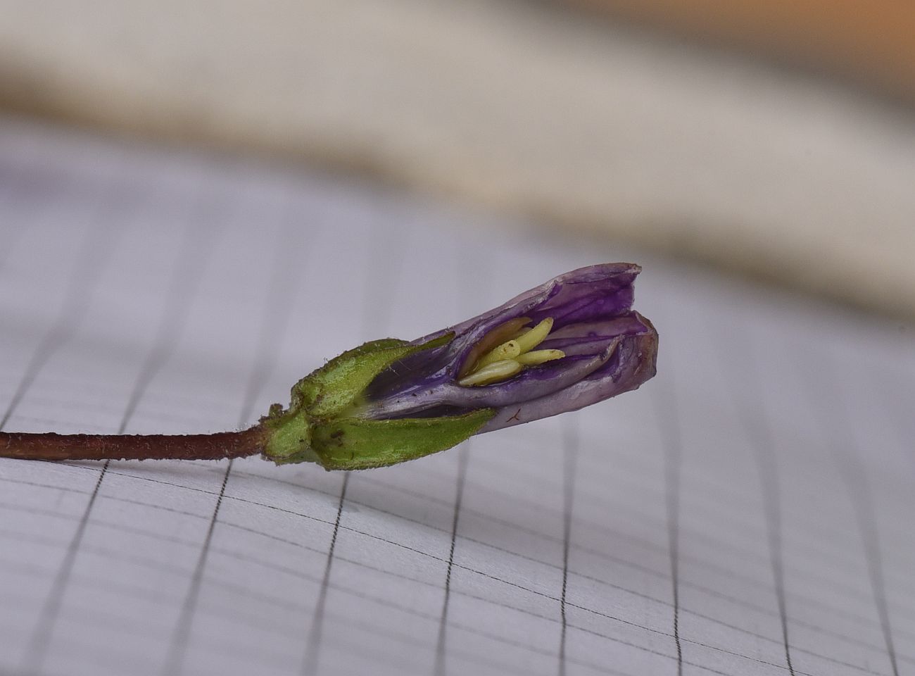 Изображение особи Campanula bellidifolia.