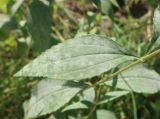 genus Helianthus