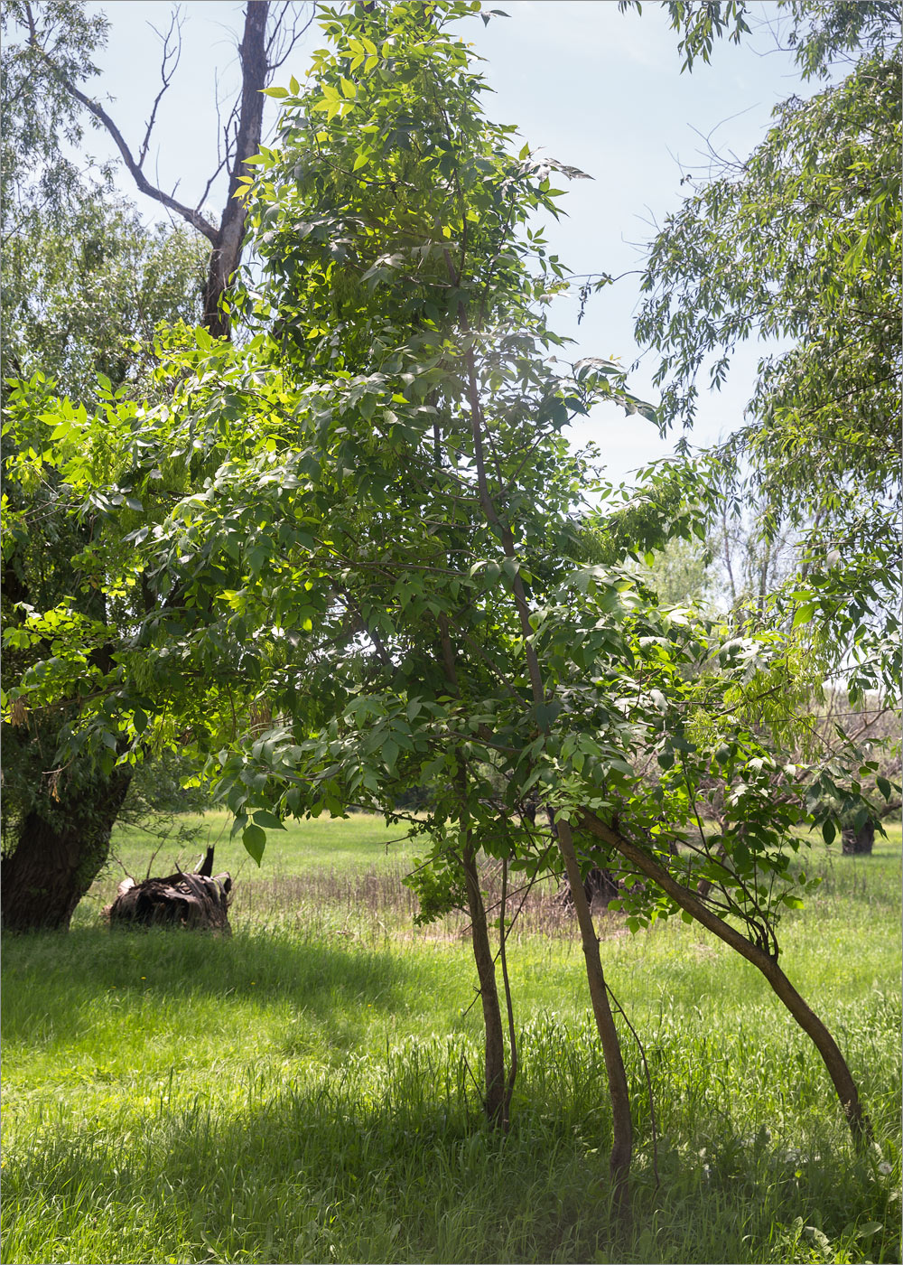 Image of Fraxinus pennsylvanica specimen.