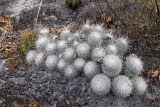 Mammillaria geminispina