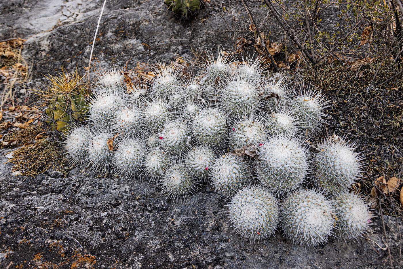 Изображение особи Mammillaria geminispina.