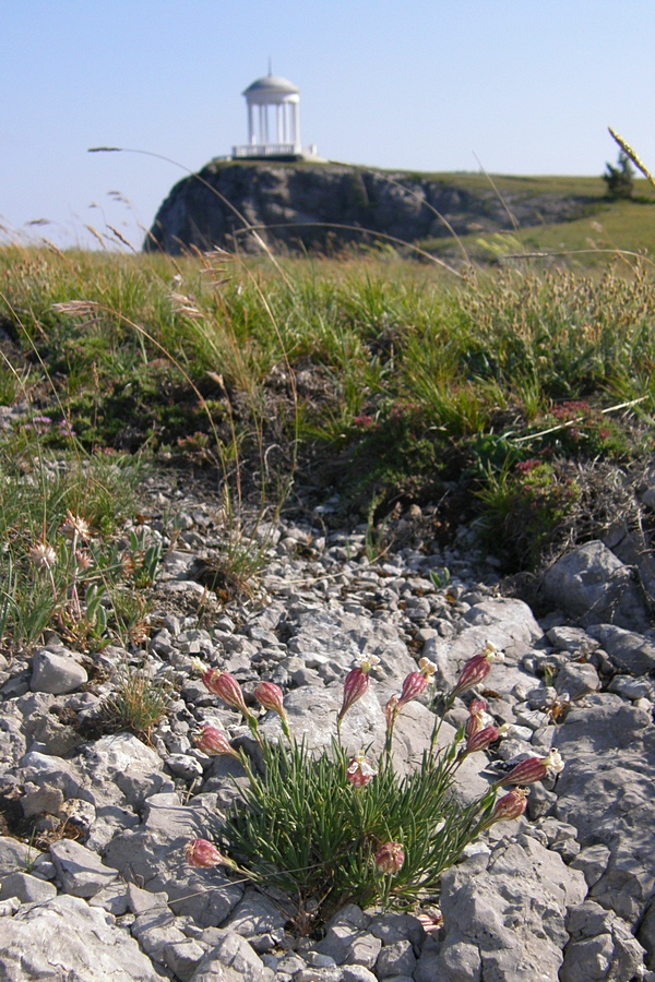 Image of Silene jailensis specimen.