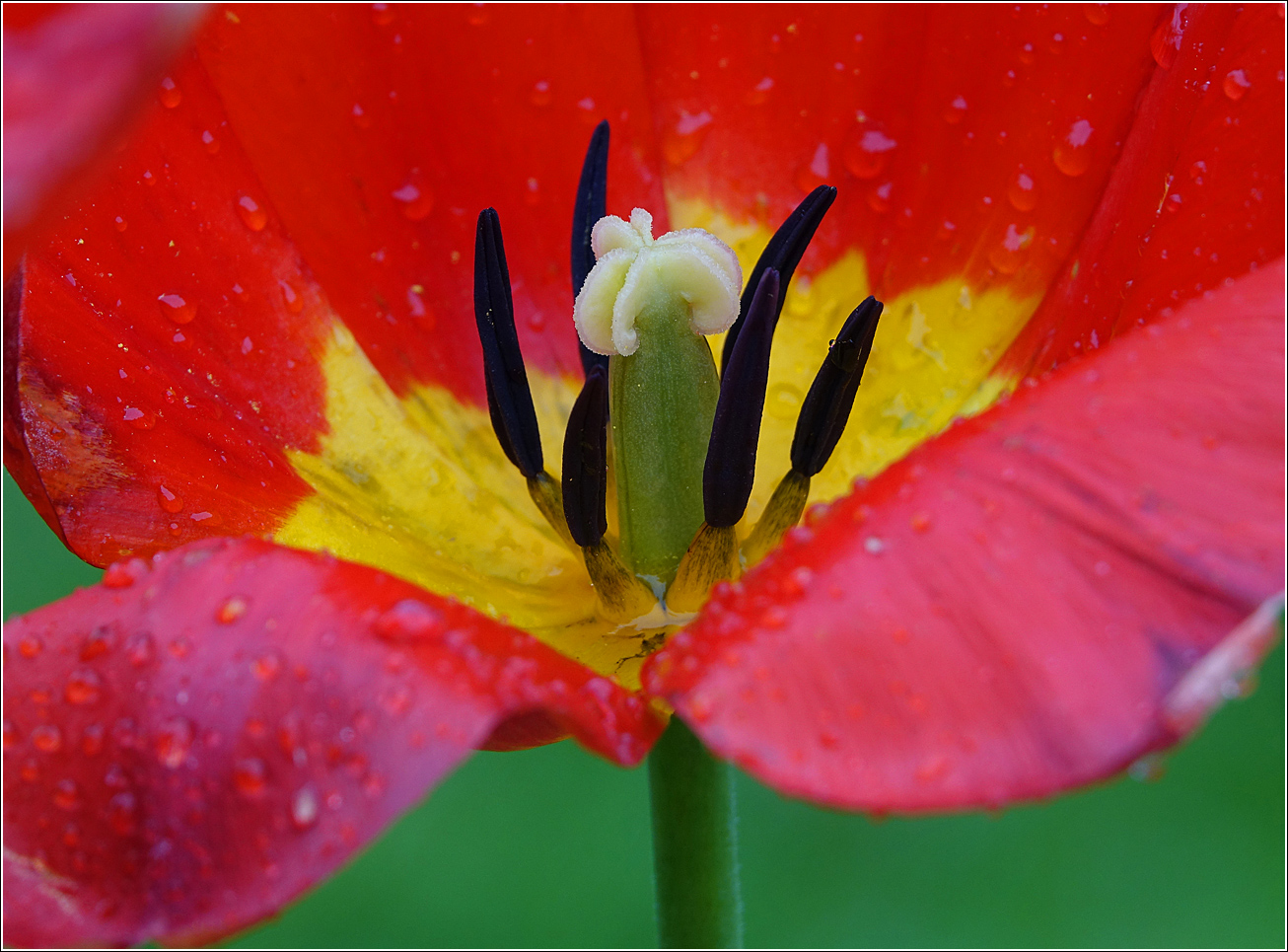 Image of genus Tulipa specimen.