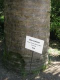 Jubaea chilensis. Основание ствола. Абхазия, г. Сухум, ботанический сад. 24 июля 2008 г.