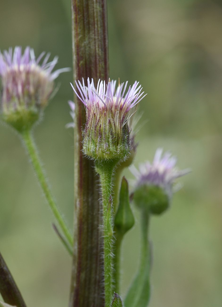 Image of genus Erigeron specimen.