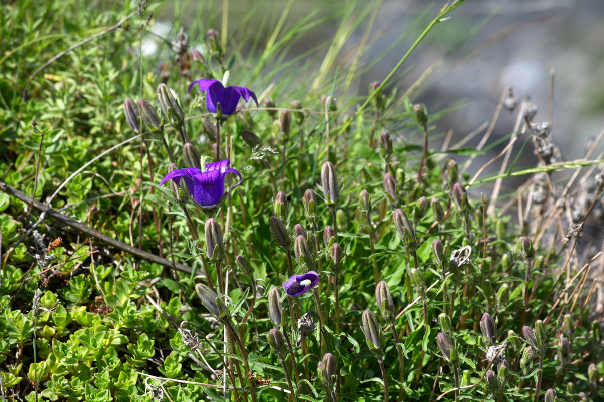 Изображение особи род Campanula.