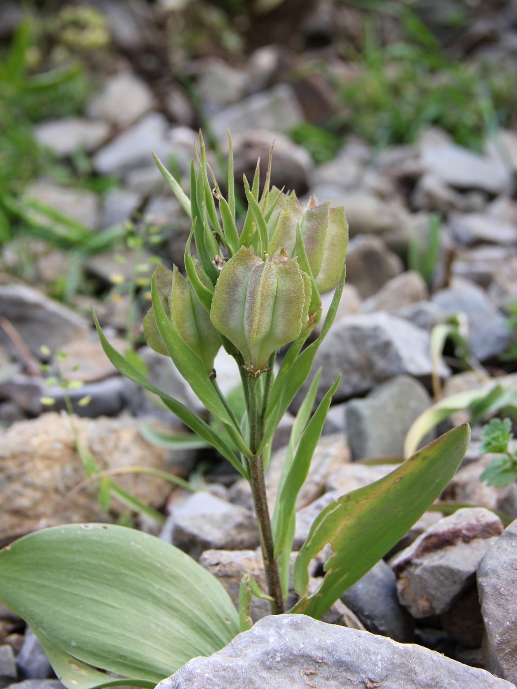 Изображение особи Rhinopetalum stenantherum.