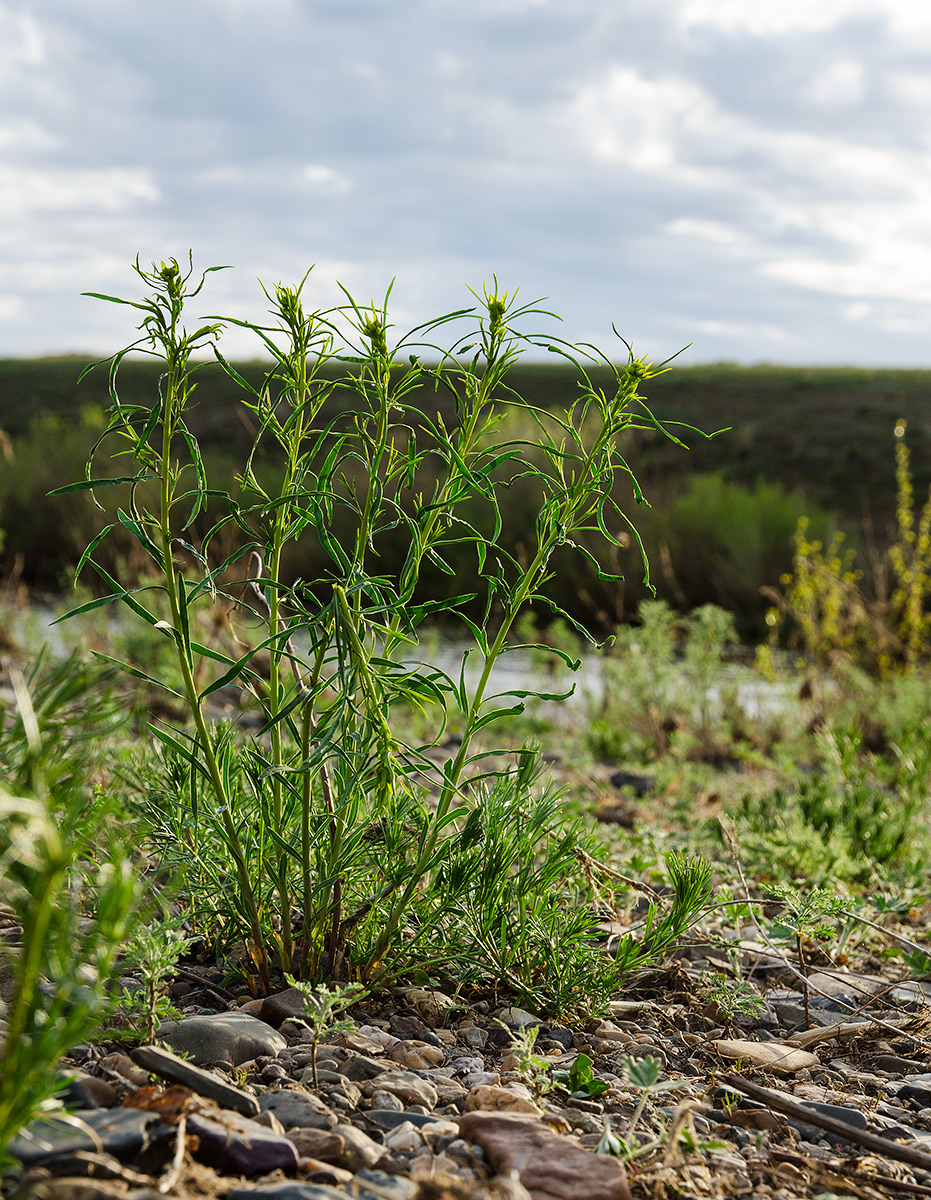 Изображение особи Artemisia dracunculus.