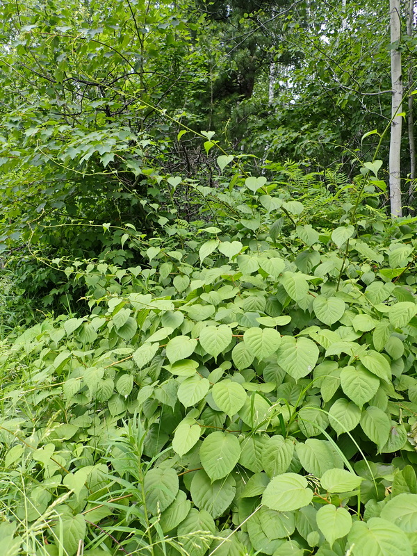 Изображение особи Actinidia kolomikta.