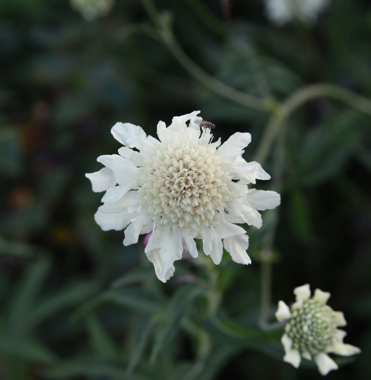 Image of Cephalaria gigantea specimen.