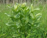 Veratrum lobelianum. Вегетирующие растения. Ульяновская обл., Новомалыклинский р-н, окр. с. Стар. Малыкла, пойма р. Бол. Черемшан, местами заболоченный, поросший ивняком луг. 20.05.2023.