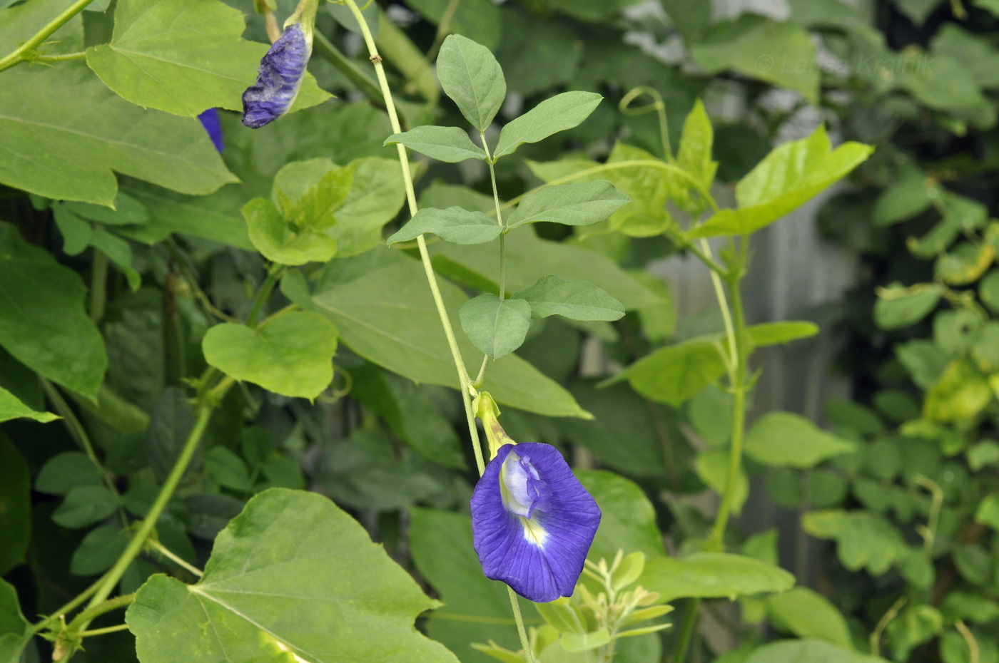 Изображение особи Clitoria ternatea.