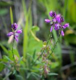 Polygala comosa. Верхушки цветущих побегов. Пермский край, г. Пермь, Ленинский р-н, станция Блочная, берма насыпи. 18.06.2023.