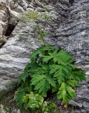 Heracleum asperum