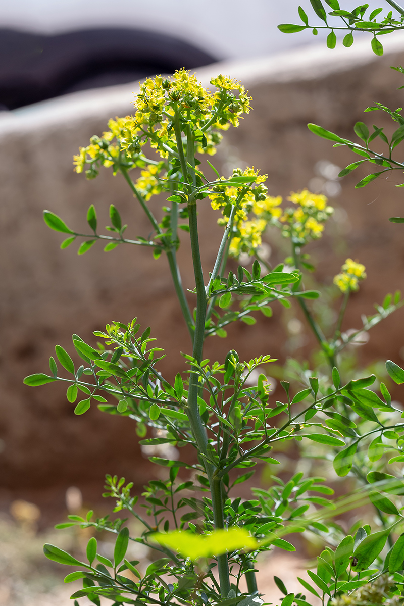 Изображение особи Ruta chalepensis.