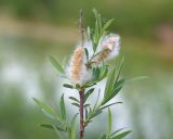 Salix elbursensis. Верхушка побега с соплодиями. Краснодарский край, Крымский р-н, окр. станицы Неберджаевская, берег р. Неберджай, песчано-галечный пляж. 20.04.2024.