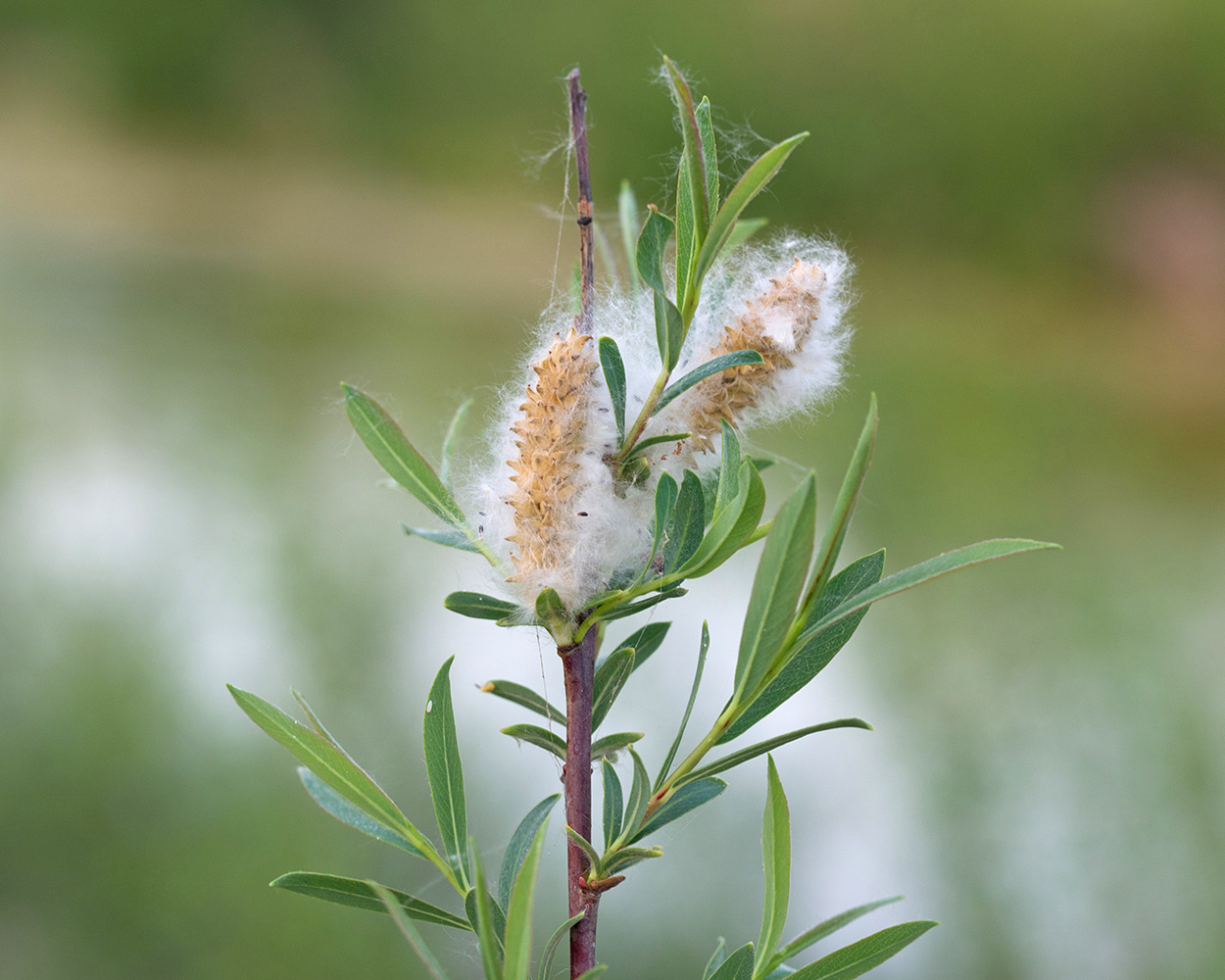 Image of Salix elbursensis specimen.