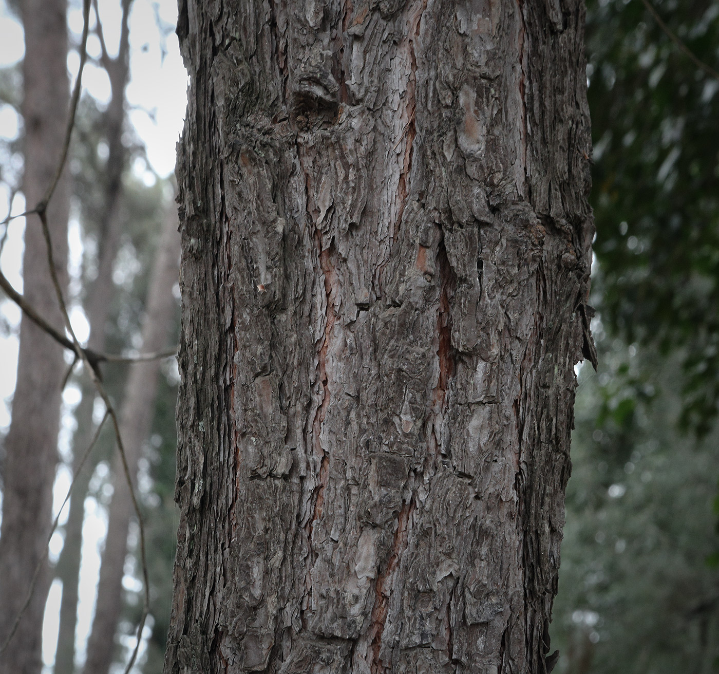 Image of Pinus pityusa specimen.