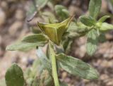 Helianthemum salicifolium. Зрелый плод и лист. Испания, автономное сообщество Каталония, провинция Жирона, комарка Баш Эмпорда, муниципалитет Тороэлья-де-Монгри, окр. устья р. Тер, осушенный участок маршевого луга \"Платера\" (Platera), наносы песка вдоль тропы. 12.05.2024.