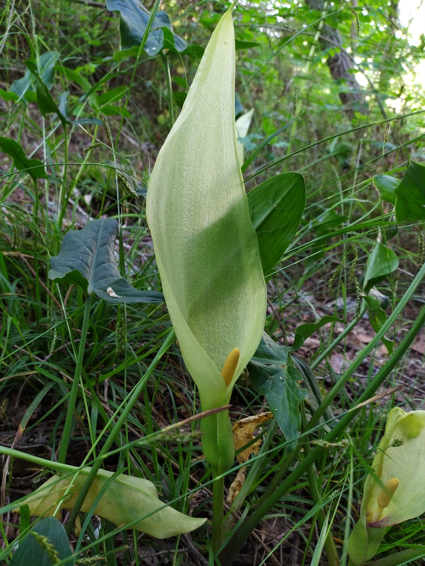 Изображение особи Arum italicum ssp. albispathum.