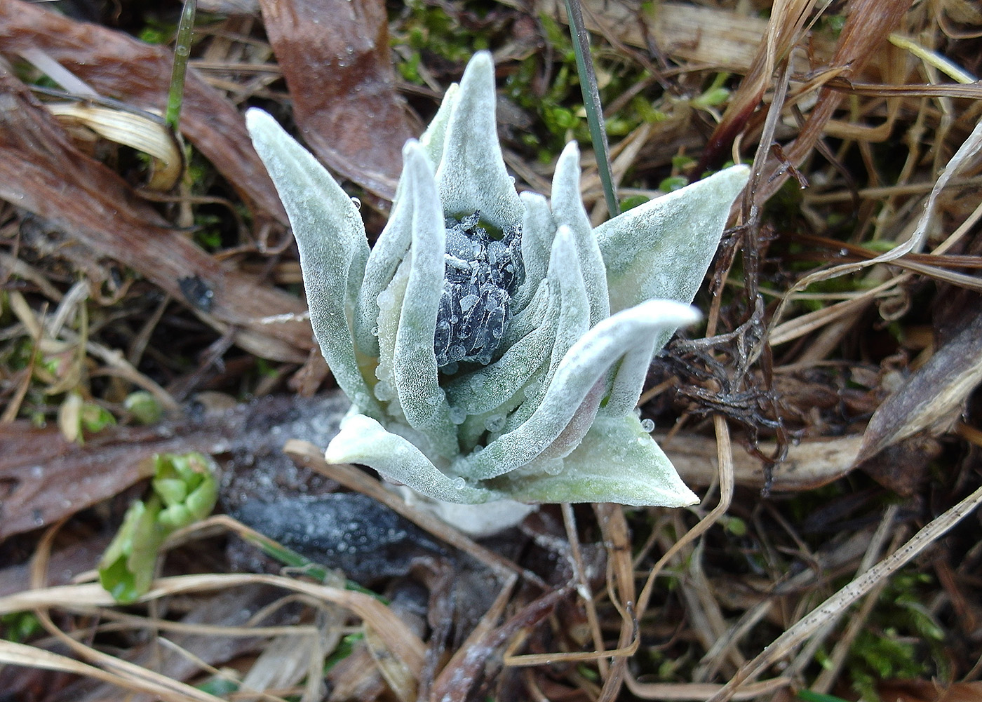 Изображение особи Primula turkestanica.