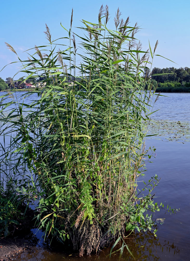 Изображение особи Phragmites australis.