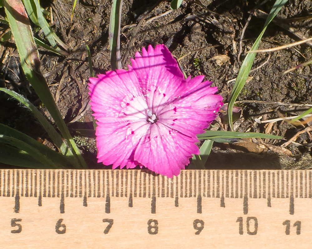 Image of Dianthus oschtenicus specimen.