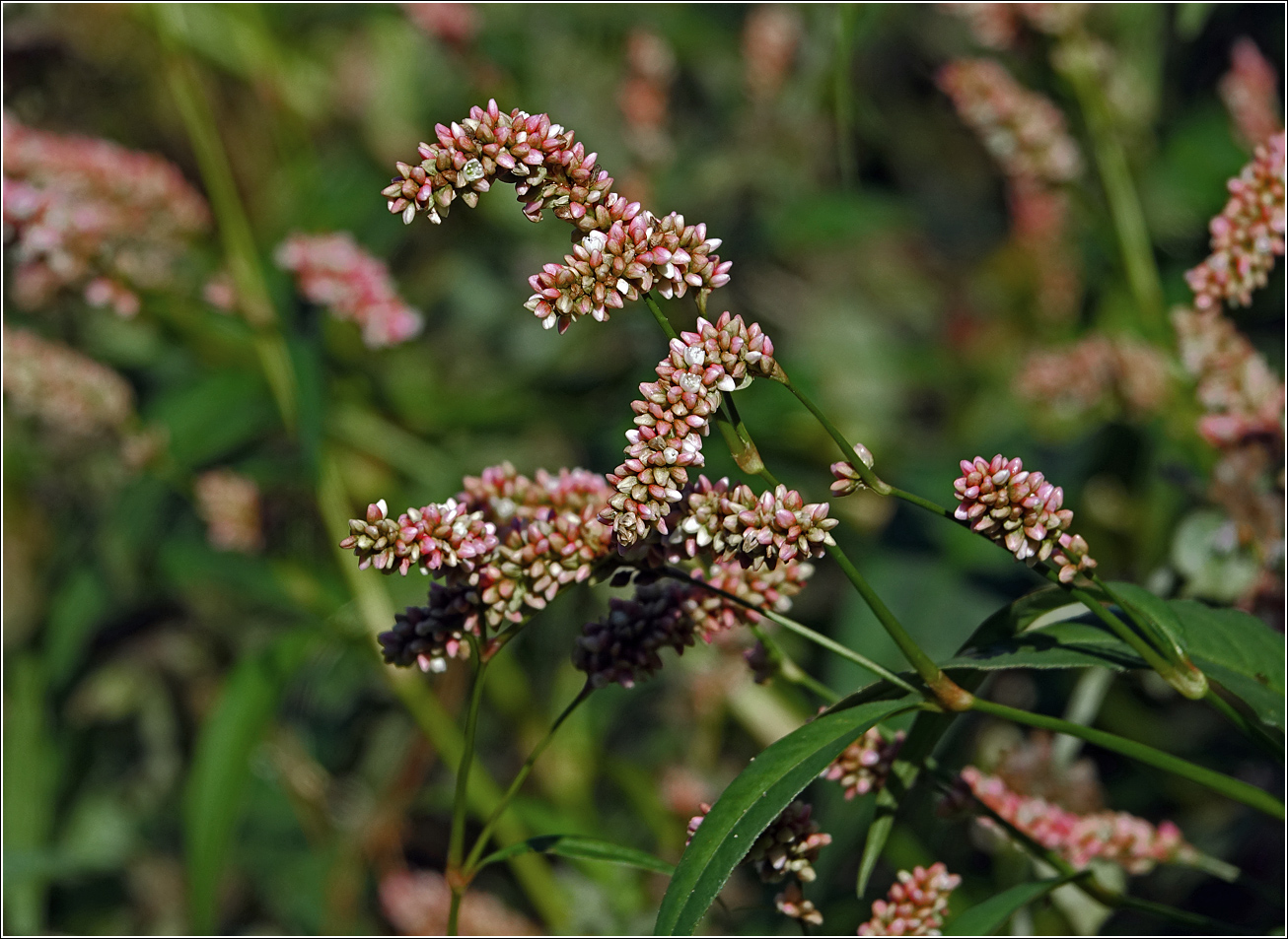 Image of Persicaria maculosa specimen.