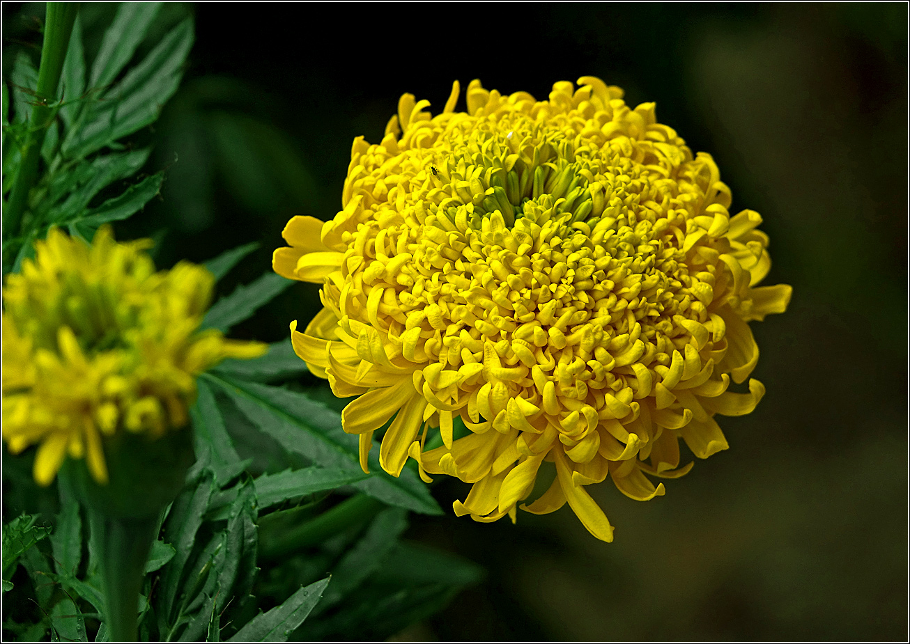 Image of Tagetes erecta specimen.