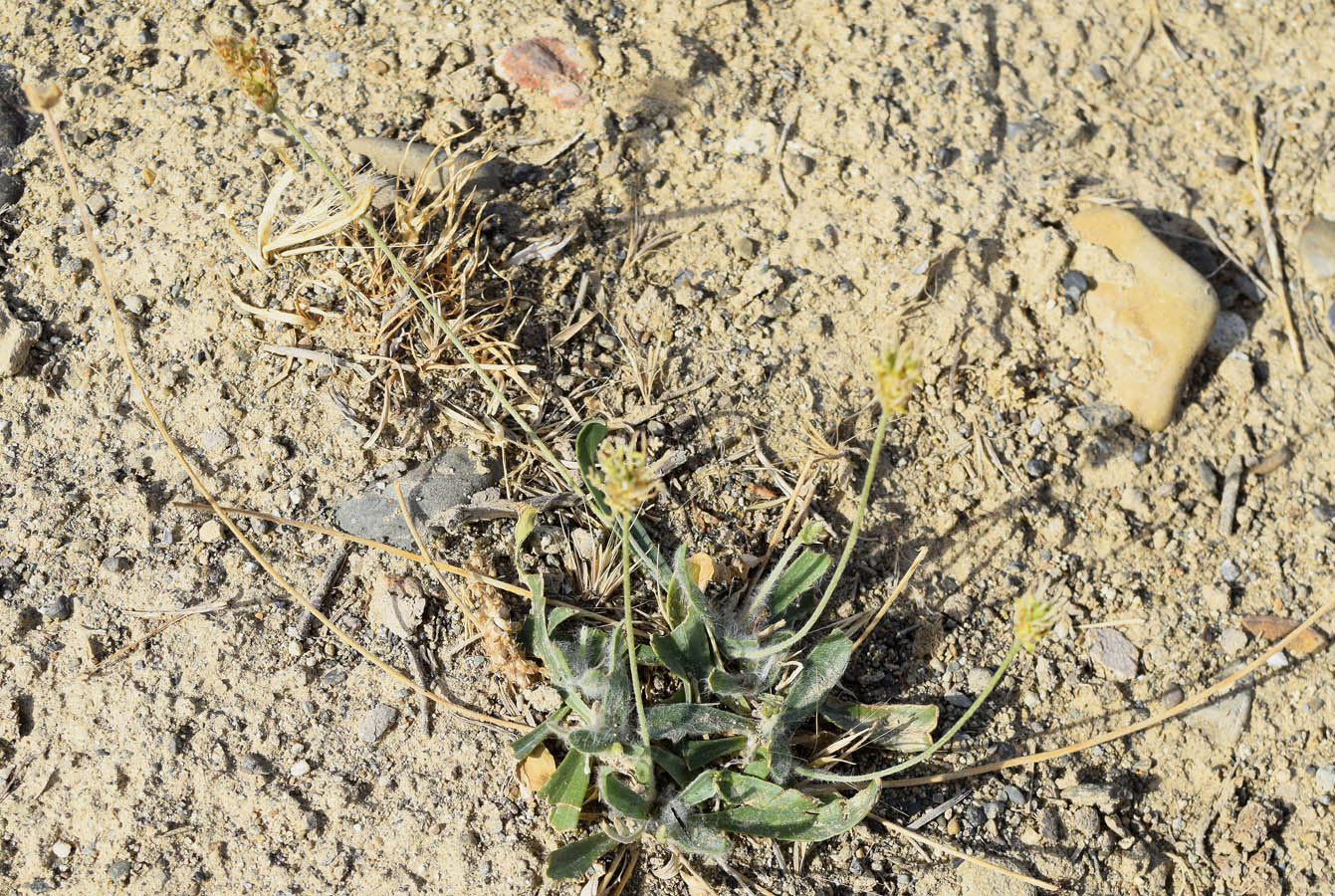 Изображение особи Plantago minuta.