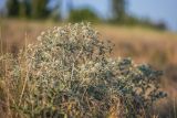 Eryngium campestre