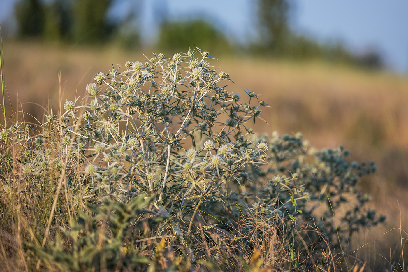 Изображение особи Eryngium campestre.