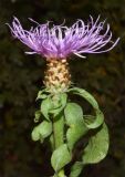 Centaurea jacea