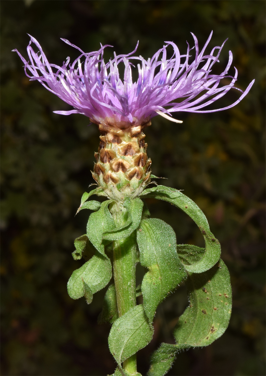 Изображение особи Centaurea jacea.