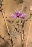 Centaurea stoebe. Часть ветви с соцветием. Волгоградская обл., Калачевский р-н, окр. станицы Голубинская, сухая степь на меловом склоне. 11.10.2024.