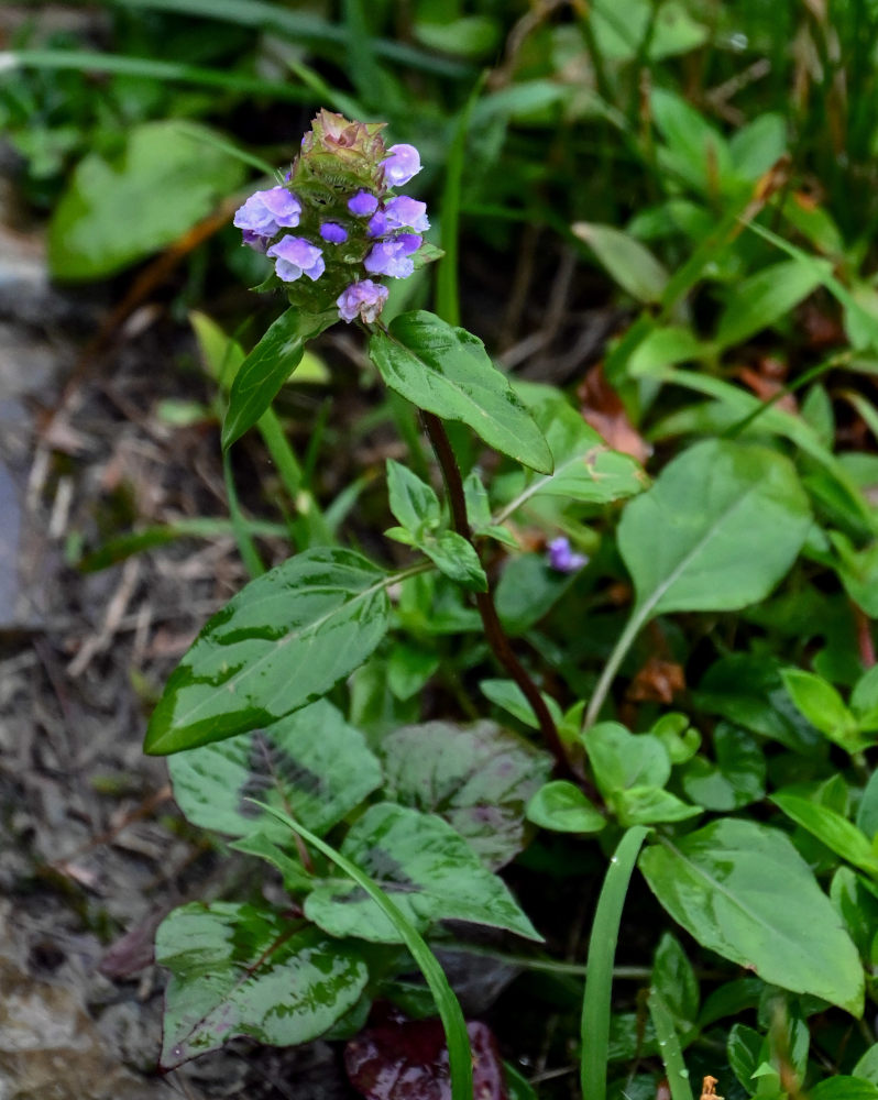 Изображение особи Prunella japonica.