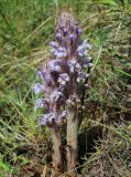 Orobanche coerulescens