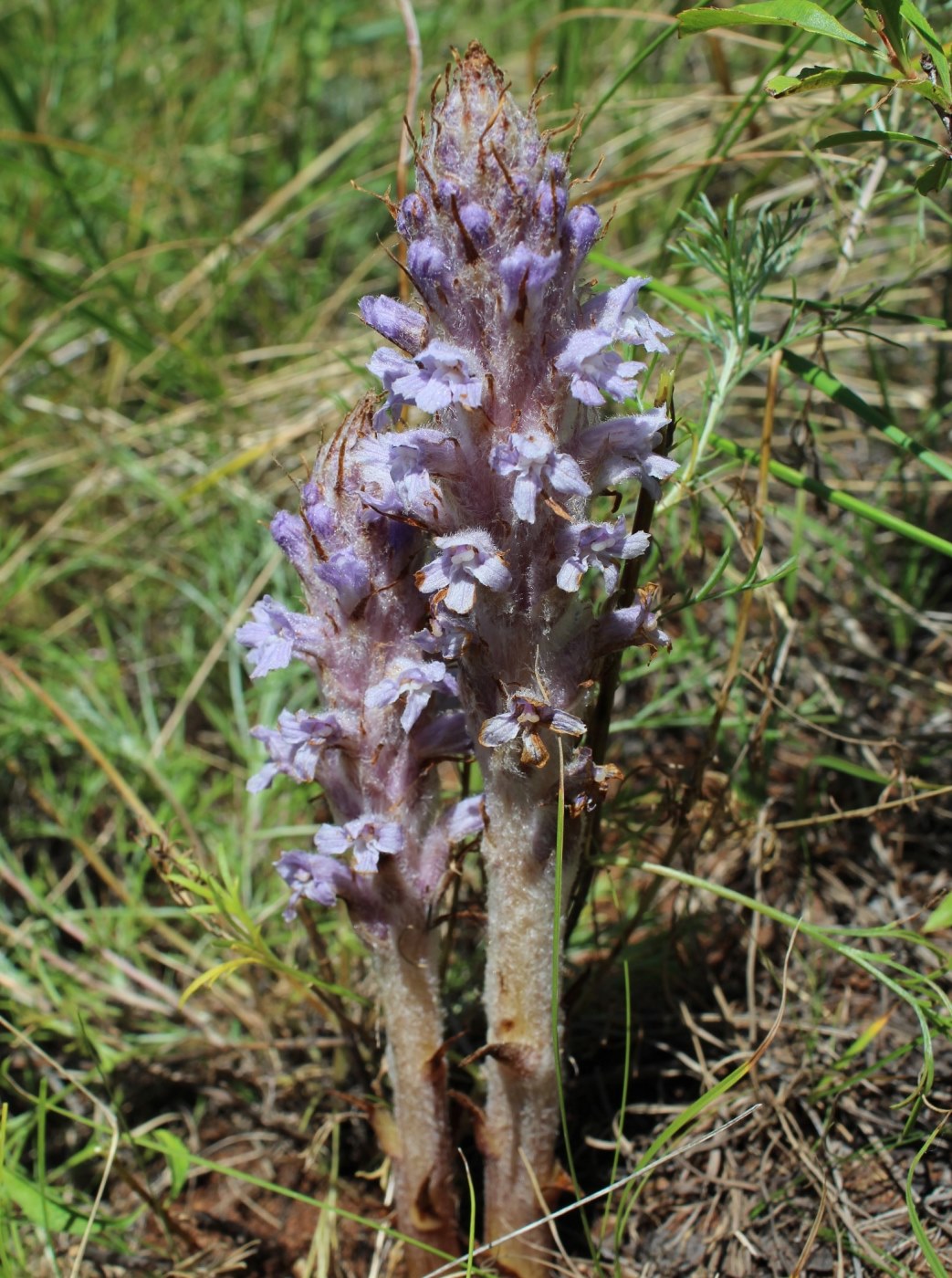 Image of Orobanche coerulescens specimen.