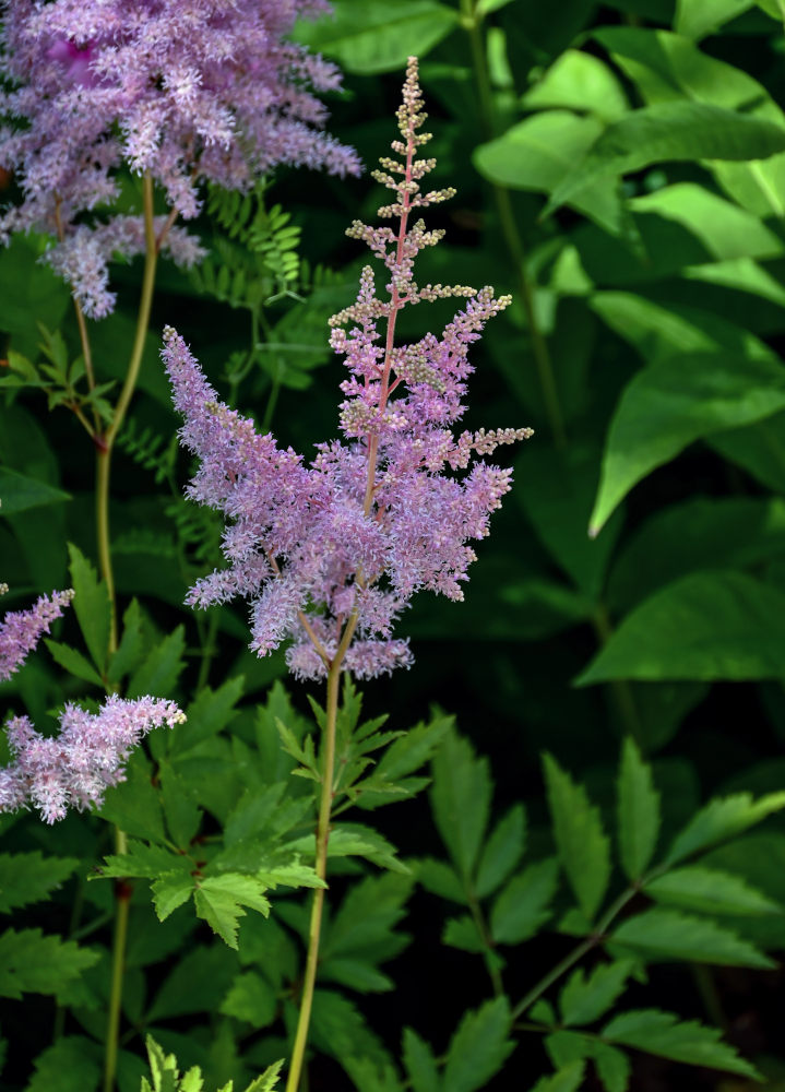 Изображение особи Astilbe chinensis.