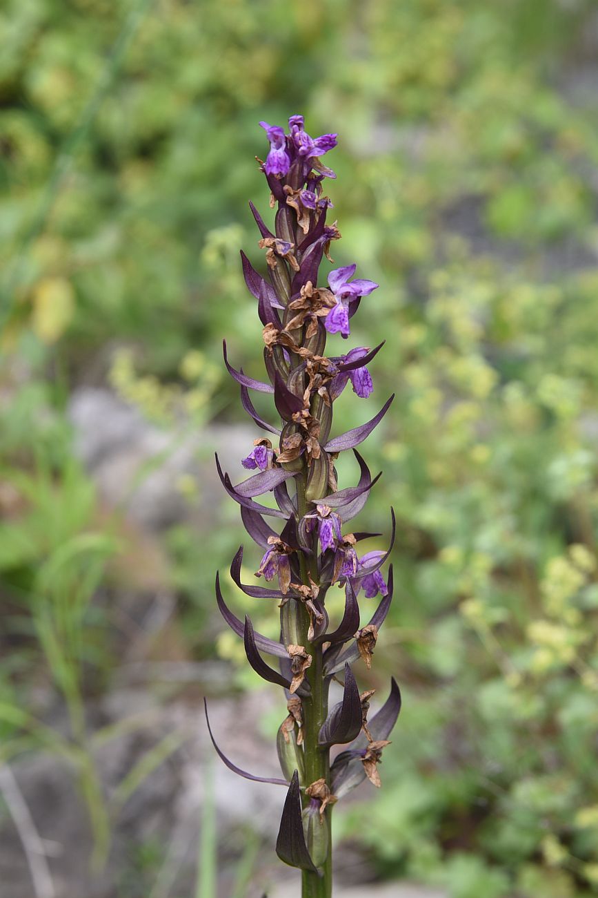 Image of genus Dactylorhiza specimen.