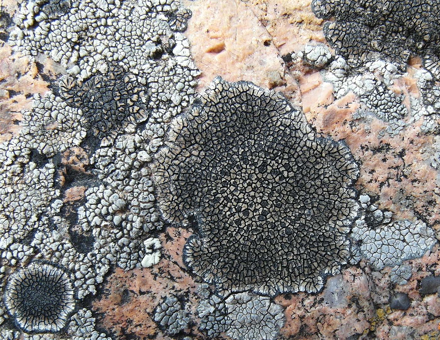 Image of Sporastatia testudinea specimen.