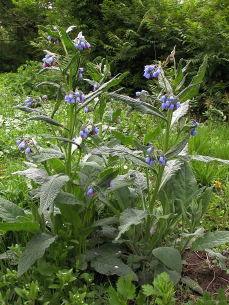 Изображение особи Symphytum azureum.