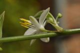 Chlorophytum comosum