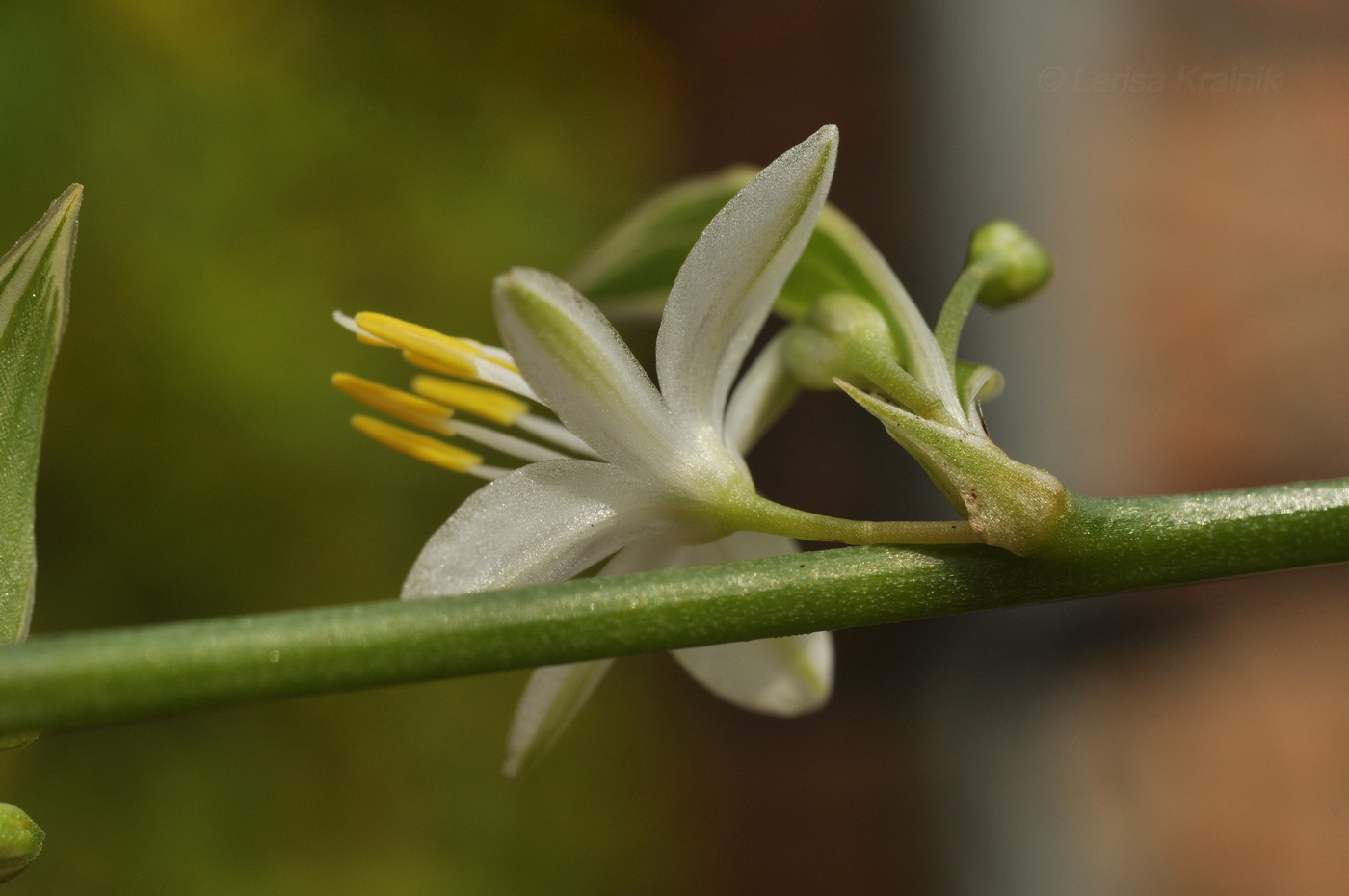 Image of Chlorophytum comosum specimen.