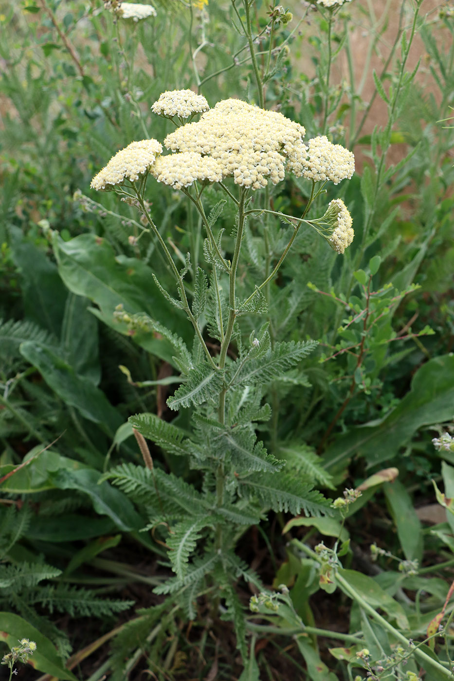 Изображение особи Achillea millefolium.