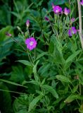 Epilobium hirsutum. Верхушка цветущего растения. Московская обл., Одинцовский гор. округ, окр. дер. Аниково, луг. 18.08.2024.